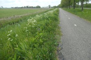 Bermen zo beheren dat er veel verschillende planten en dieren kunnen leven